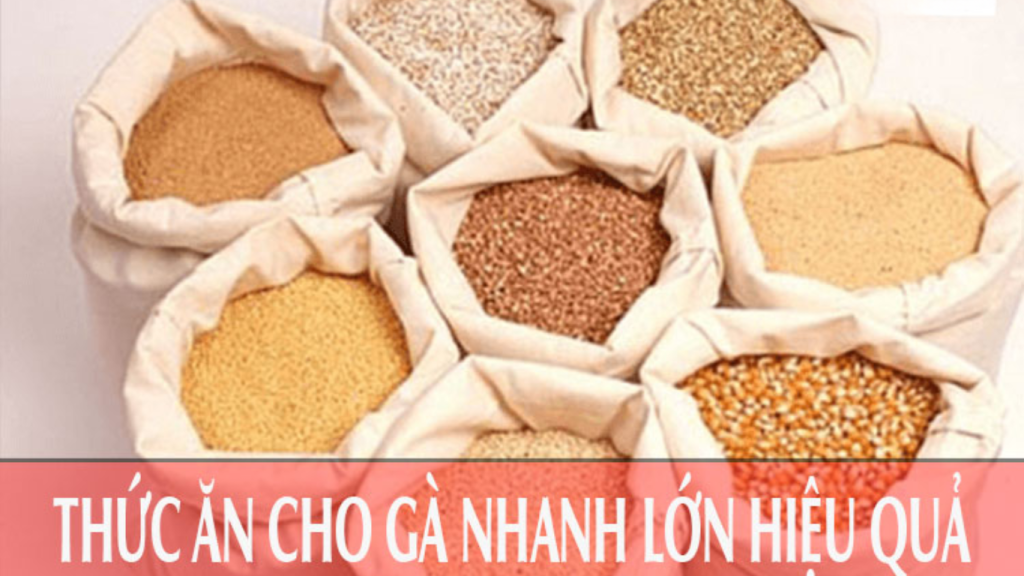 Cách Làm Cho Gà Sung - Tăng Cường Sức Mạnh và Hiệu Quả Đối Đầu