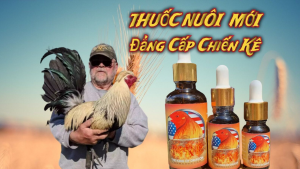 Thuốc Gà Đá Mỹ - Hỗ Trợ Tối Đa Cho Đàn Gà Chiến Của Bạn