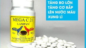 Cách Nuôi Gà Đá Tăng Bo Hiệu Quả