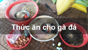 Chọn Lựa Thức Ăn Cho Gà Đá: Bí Quyết Chăm Sóc Đúng Cách và Tối Ưu Hiệu Suất