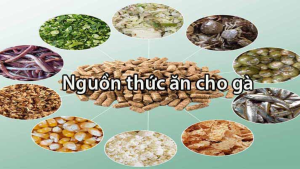 Thức Ăn Cho Gà Chọi - Hướng Dẫn Chọn Lựa và Bảng Dinh Dưỡng