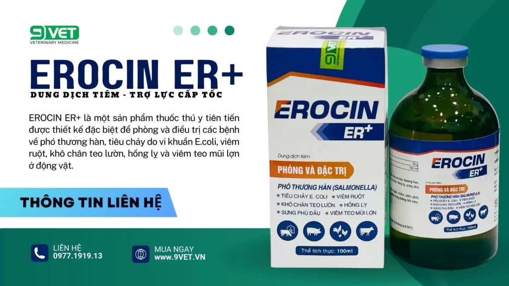 Bệnh Ecoli Ở Gà Thuốc Hỗ Trợ Điều Trị