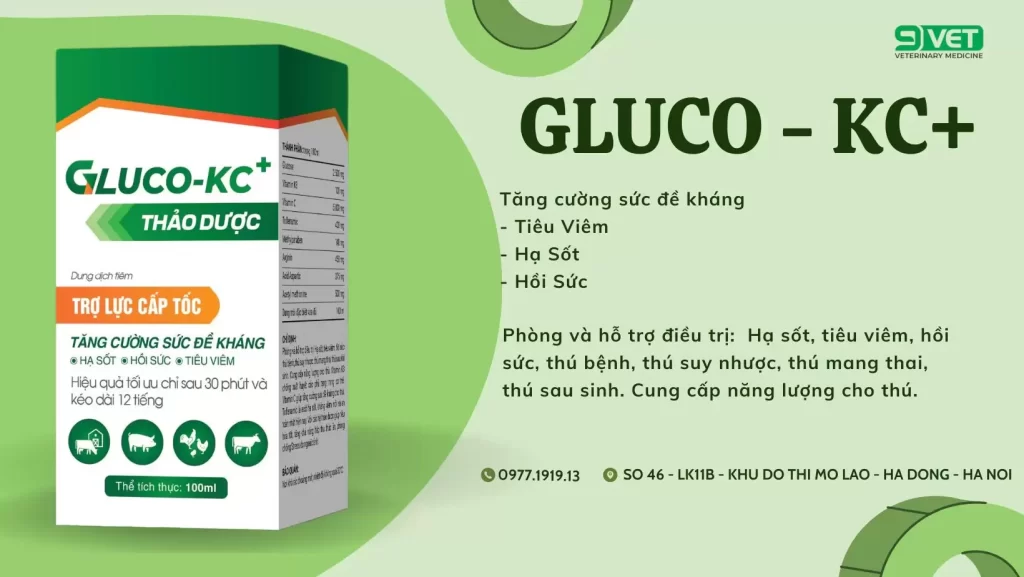 Gà con mới nở cho uống thuốc gì hợp lý