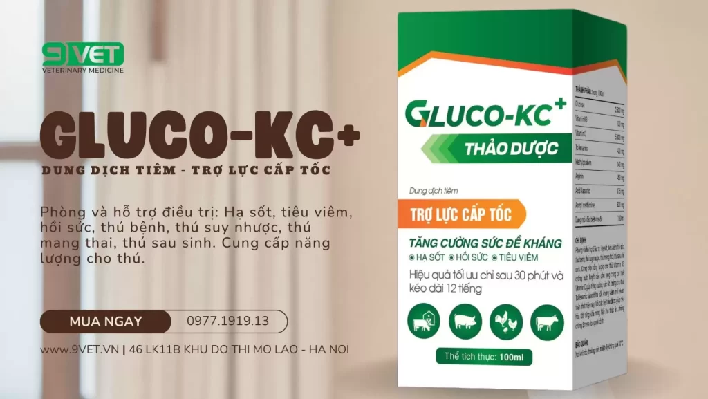 Điều trị bệnh cúm gia cầm ở gà hiệu quả - thuốc hỗ trợ tăng đề kháng