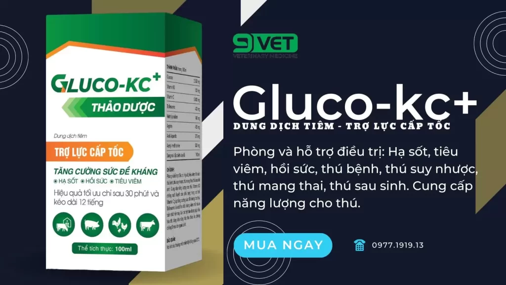 Gà bỏ ăn là bệnh gì thuô hỗ trợ tăng sức đề kháng