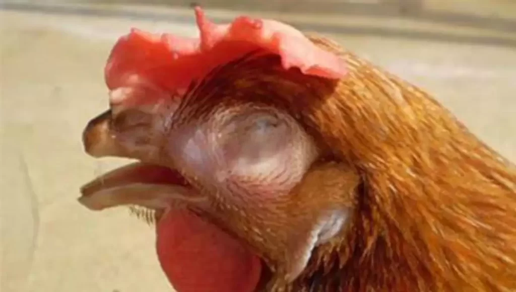 Những căn bệnh ở gà cần chú ý bệnh sưng phù mắt