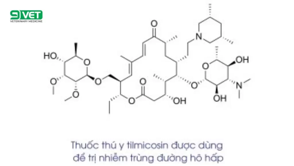 Thuốc Tilmicosin điều trị bệnh gì cho gà